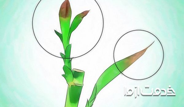 تاثیرآبیاری نامنظم در سوختن نوک برگ گیاهان آپارتمانی 